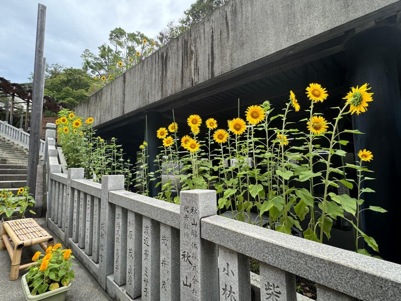 伊勢山皇大神宮　ひまわり