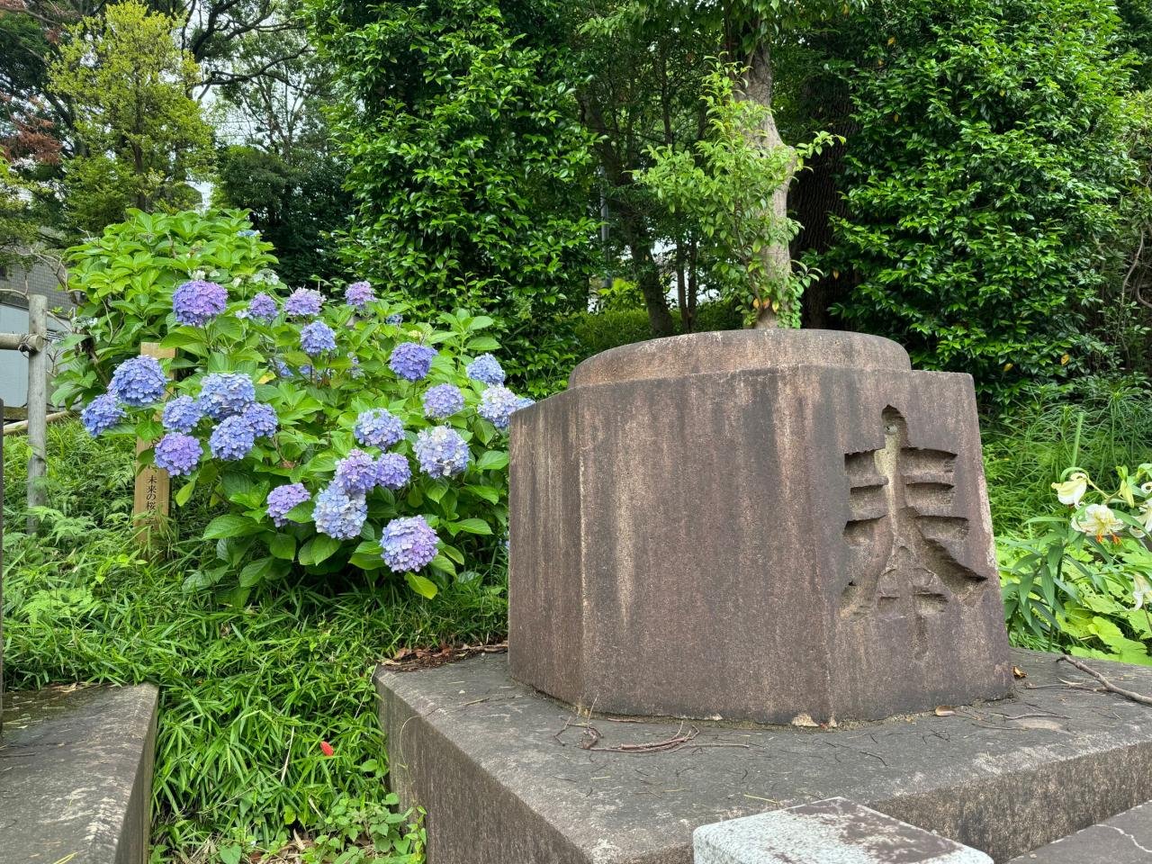 伊勢山皇大神宮　あじさい